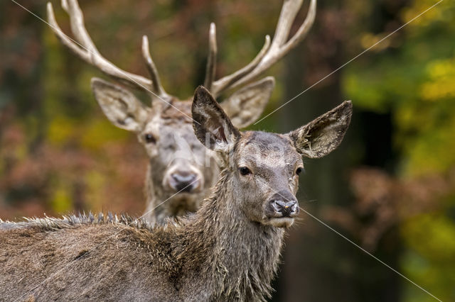 Red Deer (Cervus elaphus)