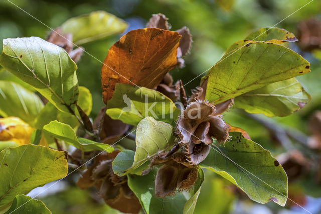 Beuk (Fagus sylvatica)