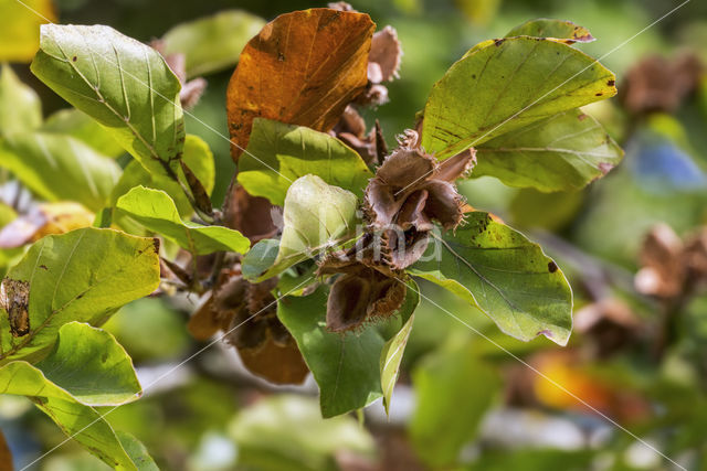 Beuk (Fagus sylvatica)