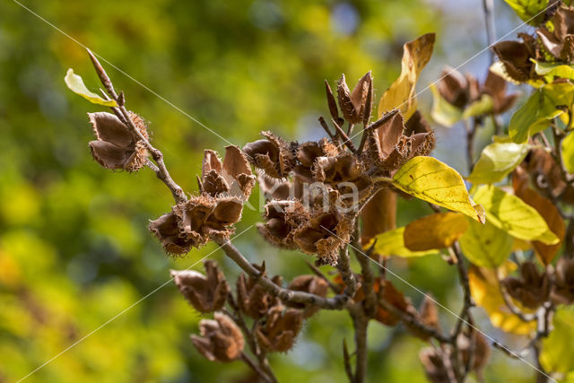 Beech (Fagus sylvatica)