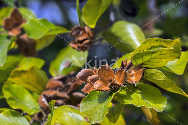 Beuk (Fagus sylvatica)