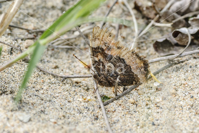 Large Tortoiseshell (Nymphalis polychloros)