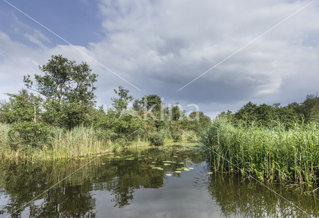 Naardermeer