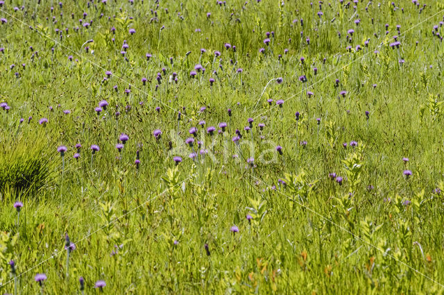 Meadow Thistle (Cirsium dissectum)