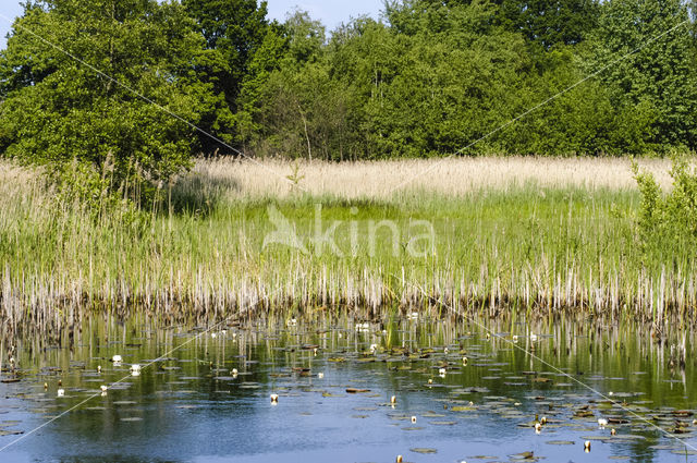 White Waterlily (Nymphaea alba)