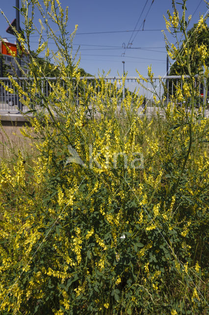 Citroengele honingklaver (Melilotus officinalis)