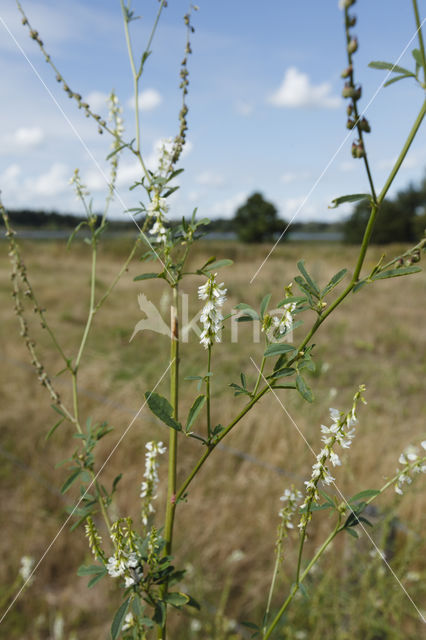 Witte honingklaver (Melilotus albus)