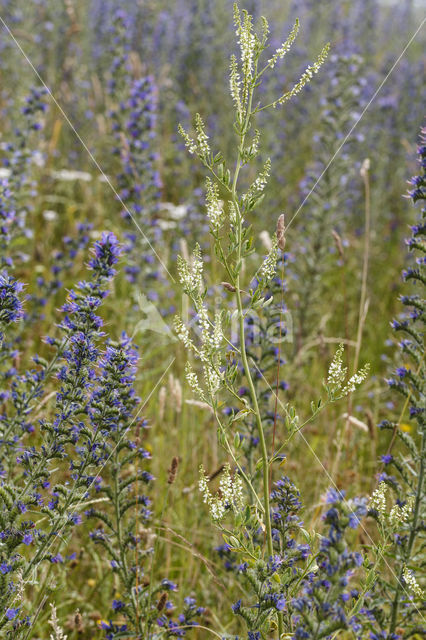 White Melilot (Melilotus albus)