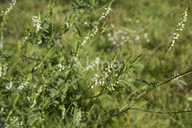 White Melilot (Melilotus albus)