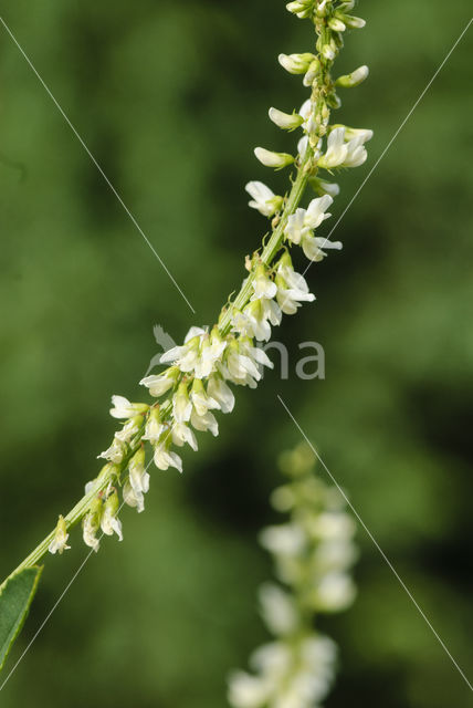 White Melilot (Melilotus albus)