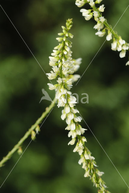 Witte honingklaver (Melilotus albus)