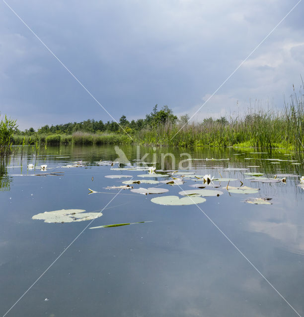 Naardermeer