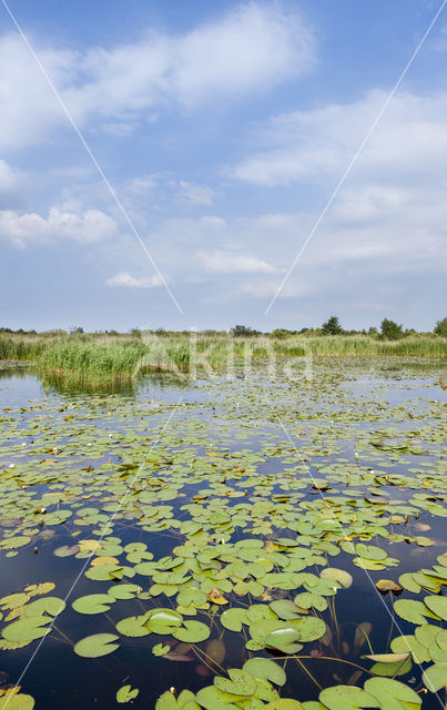 Naardermeer