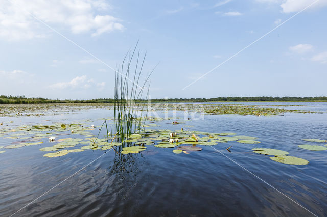 Naardermeer