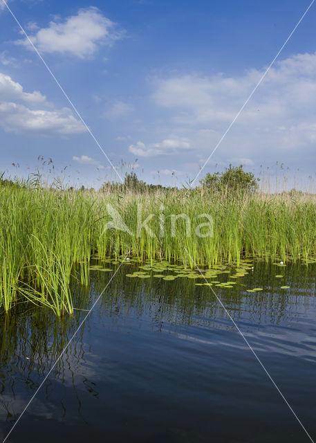 Naardermeer