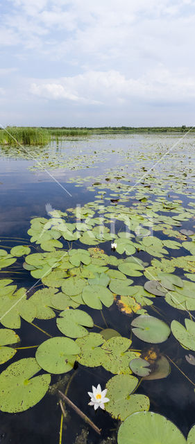 Witte waterlelie (Nymphaea alba)