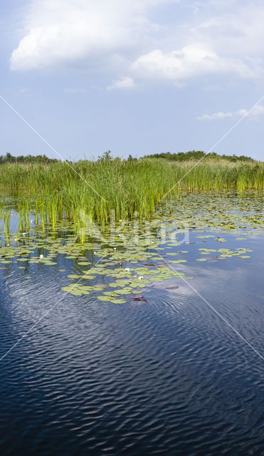 Naardermeer