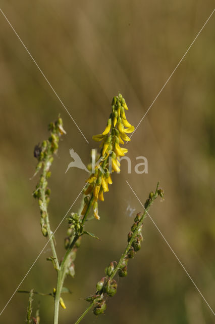 Tall Melilot (Melilotus altissimus)