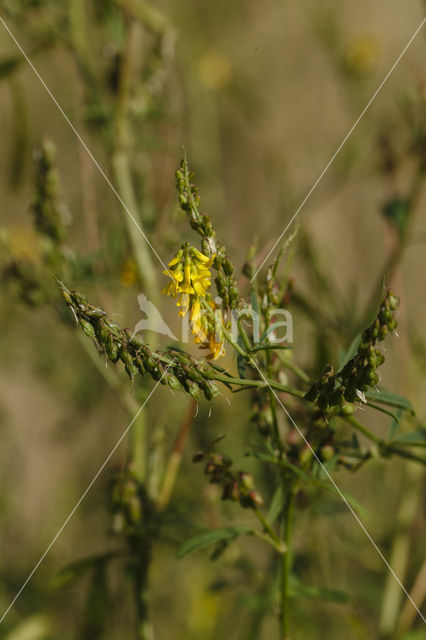 Goudgele honingklaver (Melilotus altissimus)