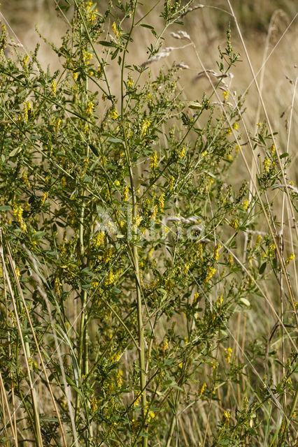 Tall Melilot (Melilotus altissimus)