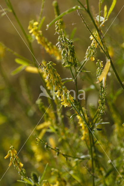 Goudgele honingklaver (Melilotus altissimus)