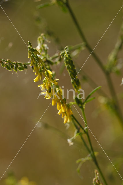 Goudgele honingklaver (Melilotus altissimus)