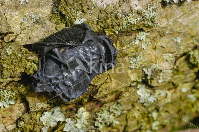 Witches butter (Exidia truncata)