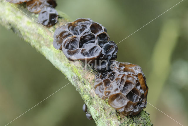 Eikentrilzwam (Exidia truncata)