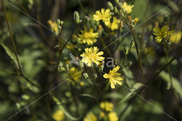 Akkerkool (Lapsana communis)