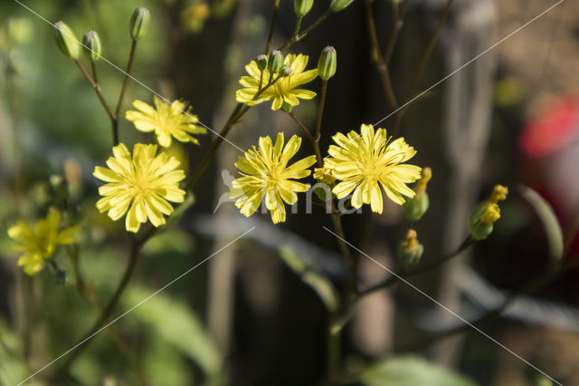 Akkerkool (Lapsana communis)