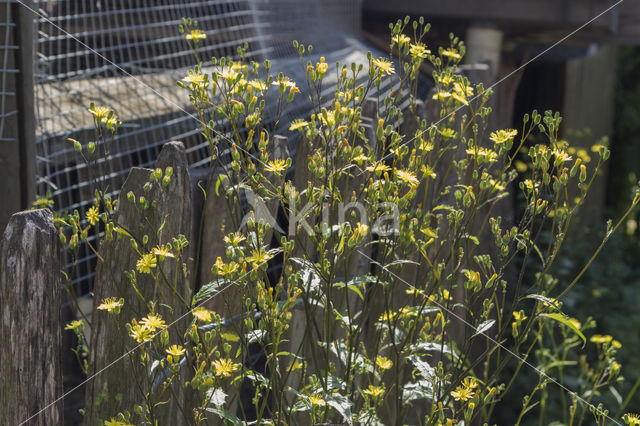 Nipplewort (Lapsana communis)