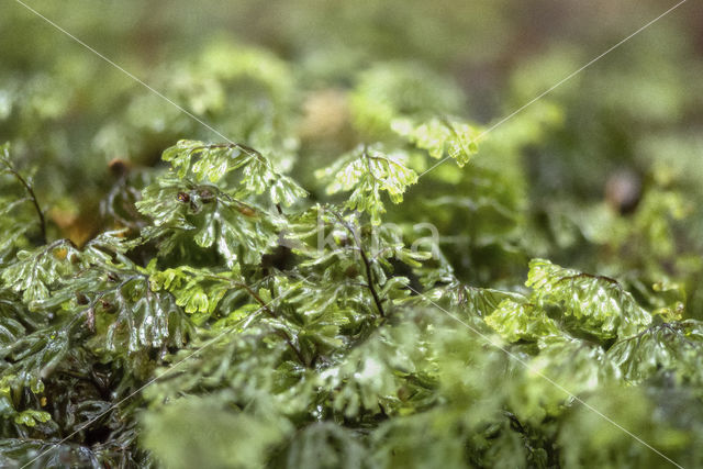 Tunbridge filmy fern (Hymenophyllum tunbrigense)