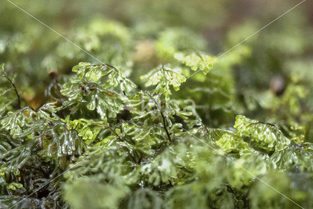 Platte vliesvaren (Hymenophyllum tunbrigense)