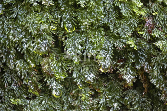 Tunbridge filmy fern (Hymenophyllum tunbrigense)