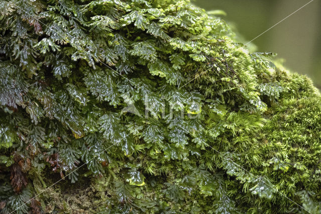 Platte vliesvaren (Hymenophyllum tunbrigense)