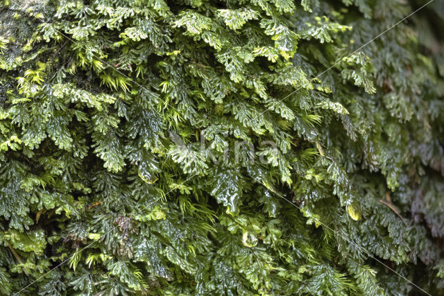 Platte vliesvaren (Hymenophyllum tunbrigense)