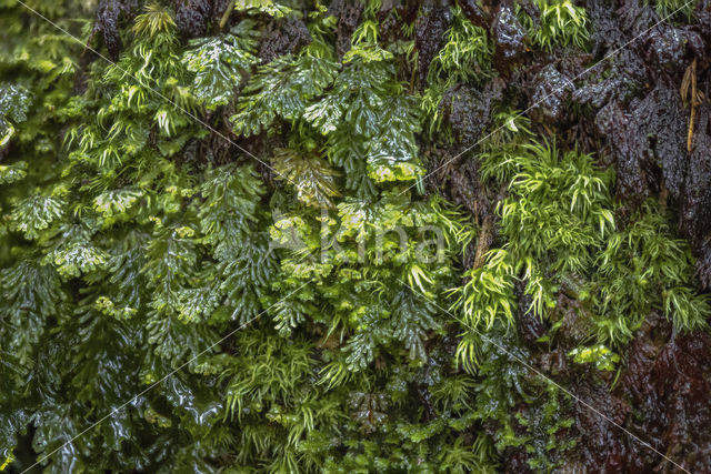 Platte vliesvaren (Hymenophyllum tunbrigense)