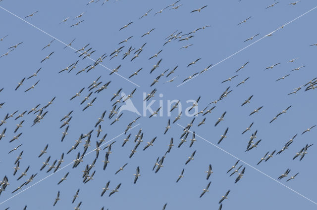 Kroeskoppelikaan (Pelecanus crispus)