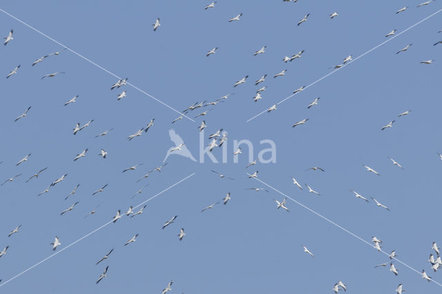 Dalmatian pelican (Pelecanus crispus)