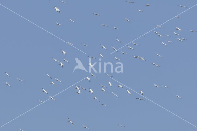 Dalmatian pelican (Pelecanus crispus)