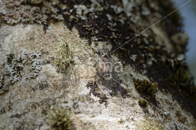 Cicada orni