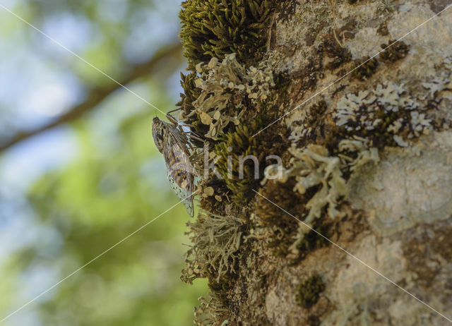 Cicada orni