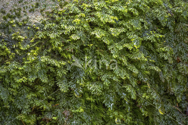 Platte vliesvaren (Hymenophyllum tunbrigense)