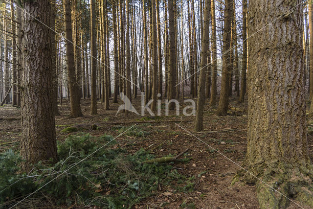 Douglas Fir (Pseudotsuga menziesii)