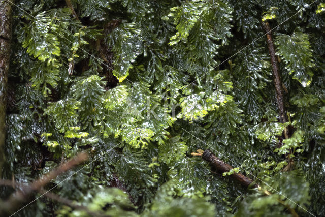 Tunbridge filmy fern (Hymenophyllum tunbrigense)