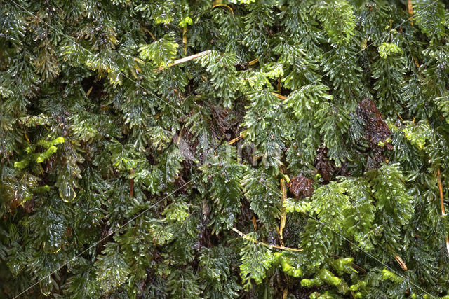 Platte vliesvaren (Hymenophyllum tunbrigense)