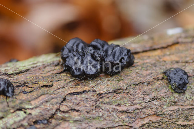 Witches butter (Exidia truncata)