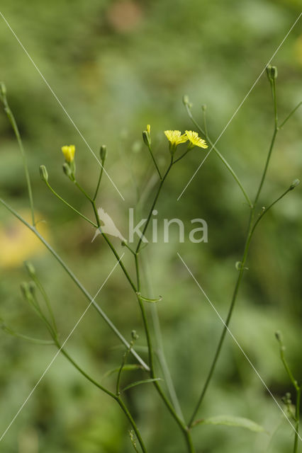 Nipplewort (Lapsana communis)