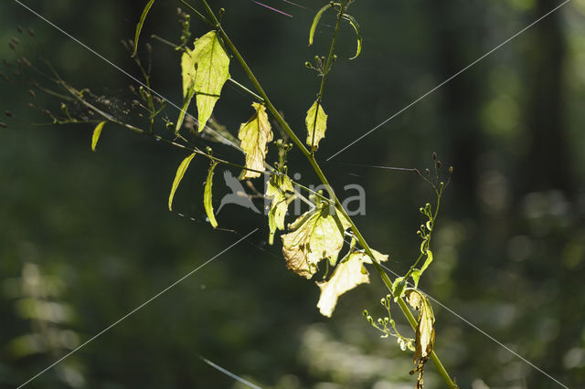 Nipplewort (Lapsana communis)