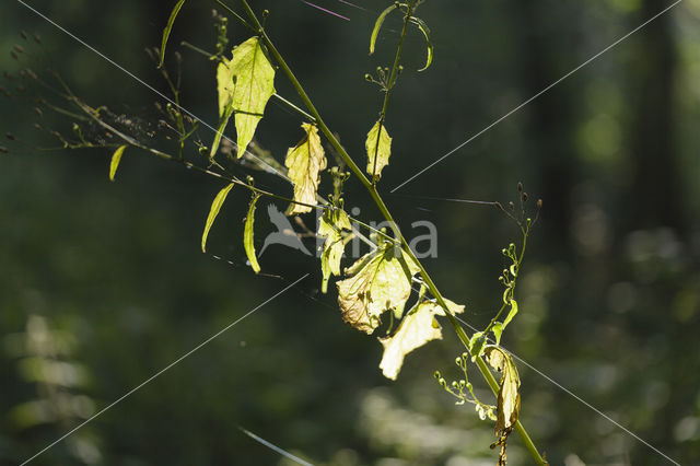 Akkerkool (Lapsana communis)